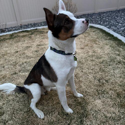 Enlarge Kenai, a Adoptable mixed breed in Grand Junction, CO image 3/6