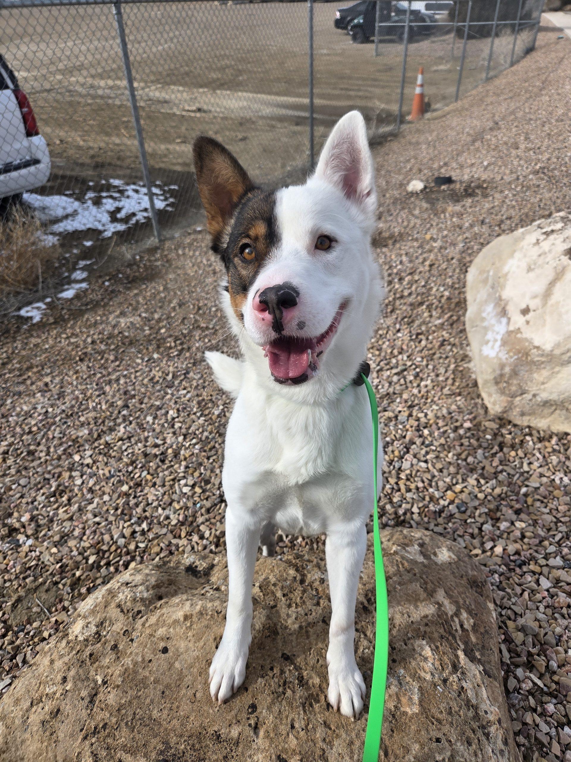 Enlarge Kenai, a Adoptable mixed breed in Grand Junction, CO image 3/5