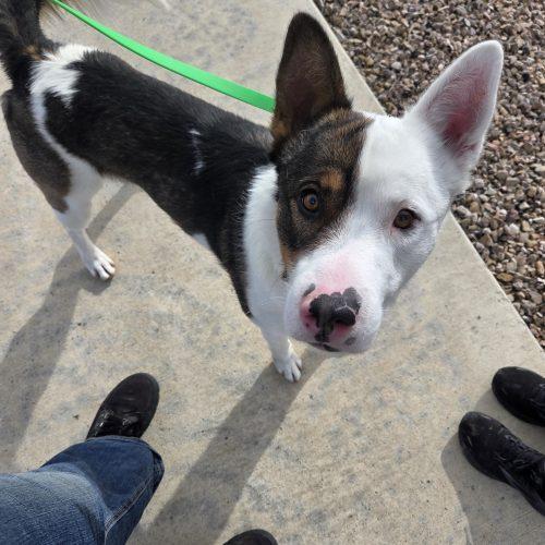 Enlarge Kenai, a Adoptable mixed breed in Grand Junction, CO image 4/5
