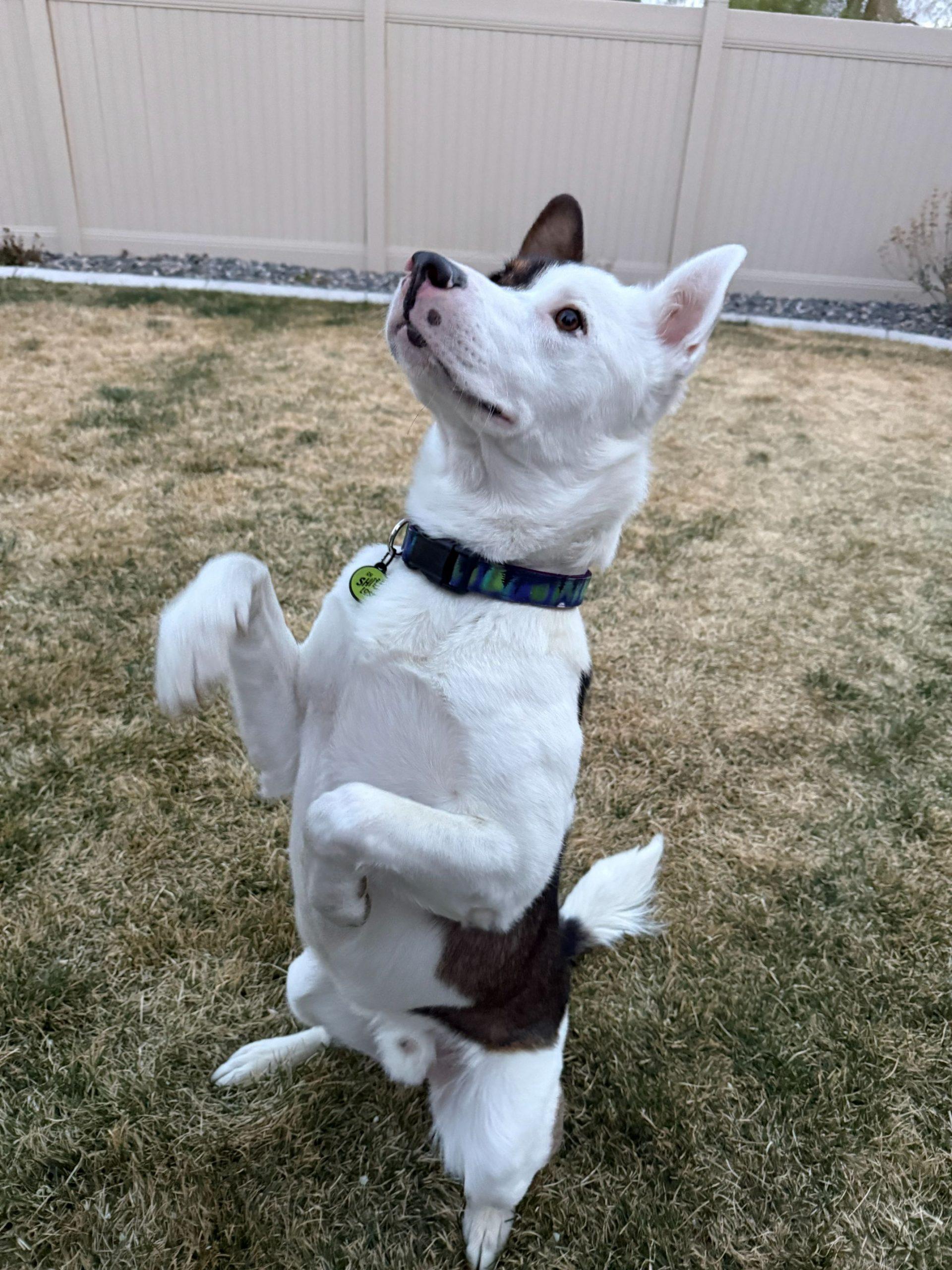 Enlarge Kenai, a Adoptable mixed breed in Grand Junction, CO image 5/6