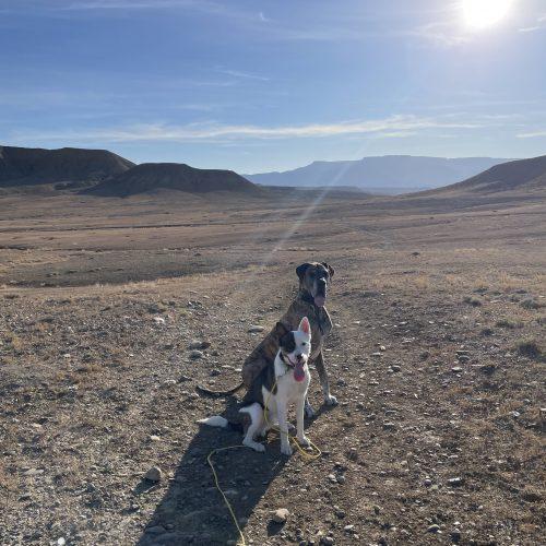 Kenai, a Adoptable mixed breed in Grand Junction, CO image 4/6