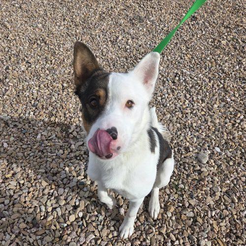 Enlarge Kenai, a Adoptable mixed breed in Grand Junction, CO image 5/5