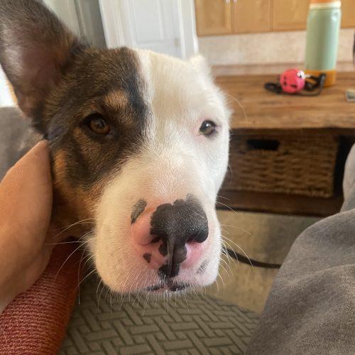 Kenai, a Adoptable mixed breed in Grand Junction, CO image 6/6
