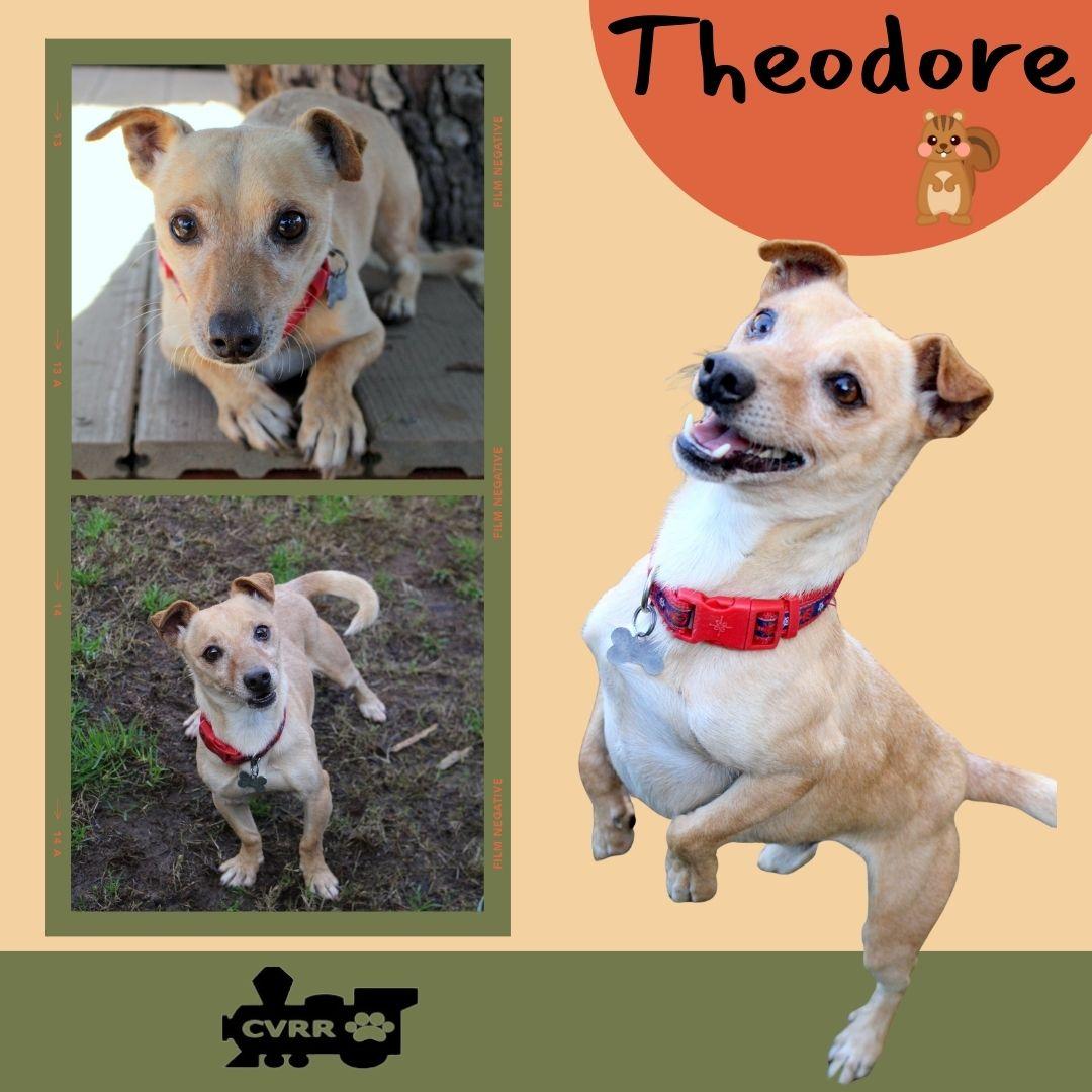 Enlarge Theodore, a Adoptable mixed breed in LINDSAY, CA image 1/1