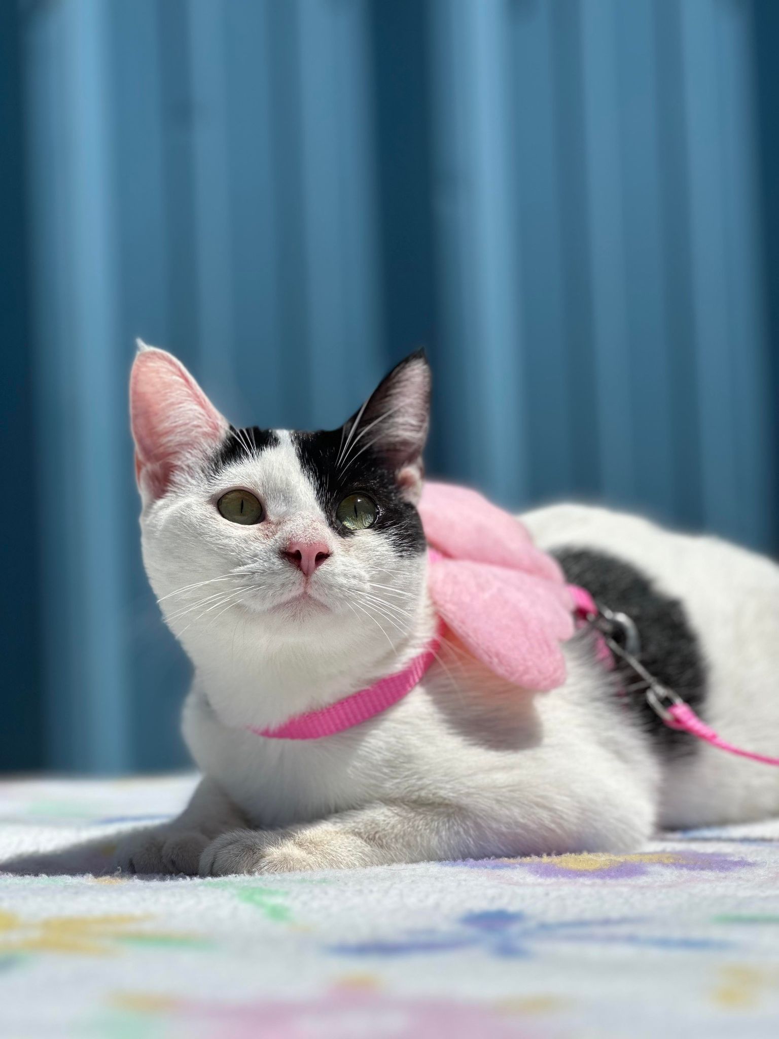 Lux, a Adoptable Domestic Short Hair in Visalia, CA image 1/6