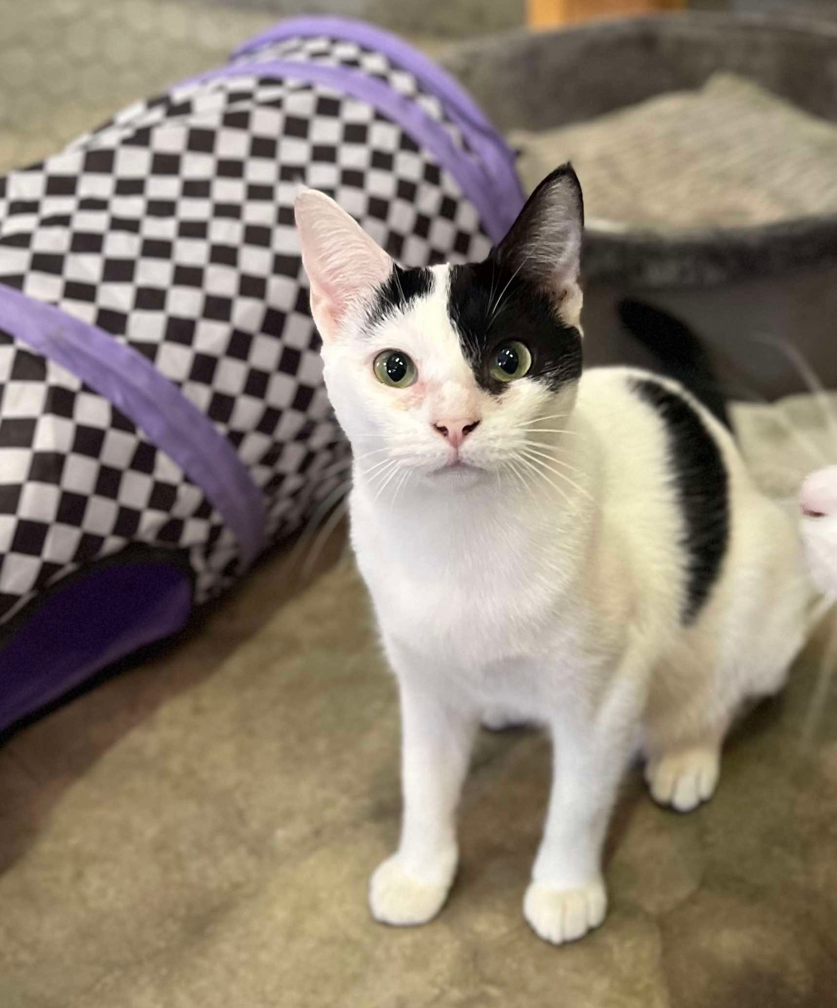 Lux, a Adoptable Domestic Short Hair in Visalia, CA image 6/6