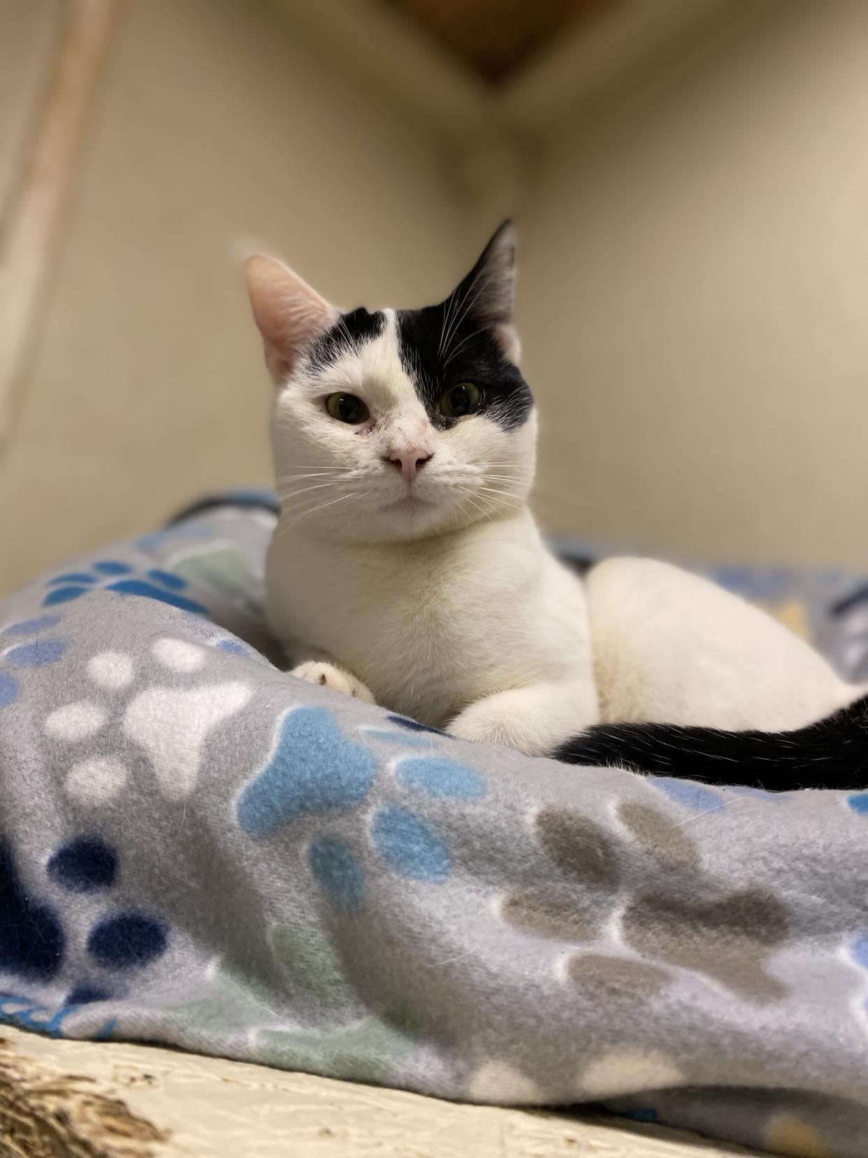 Lux, a Adoptable Domestic Short Hair in Visalia, CA image 3/6