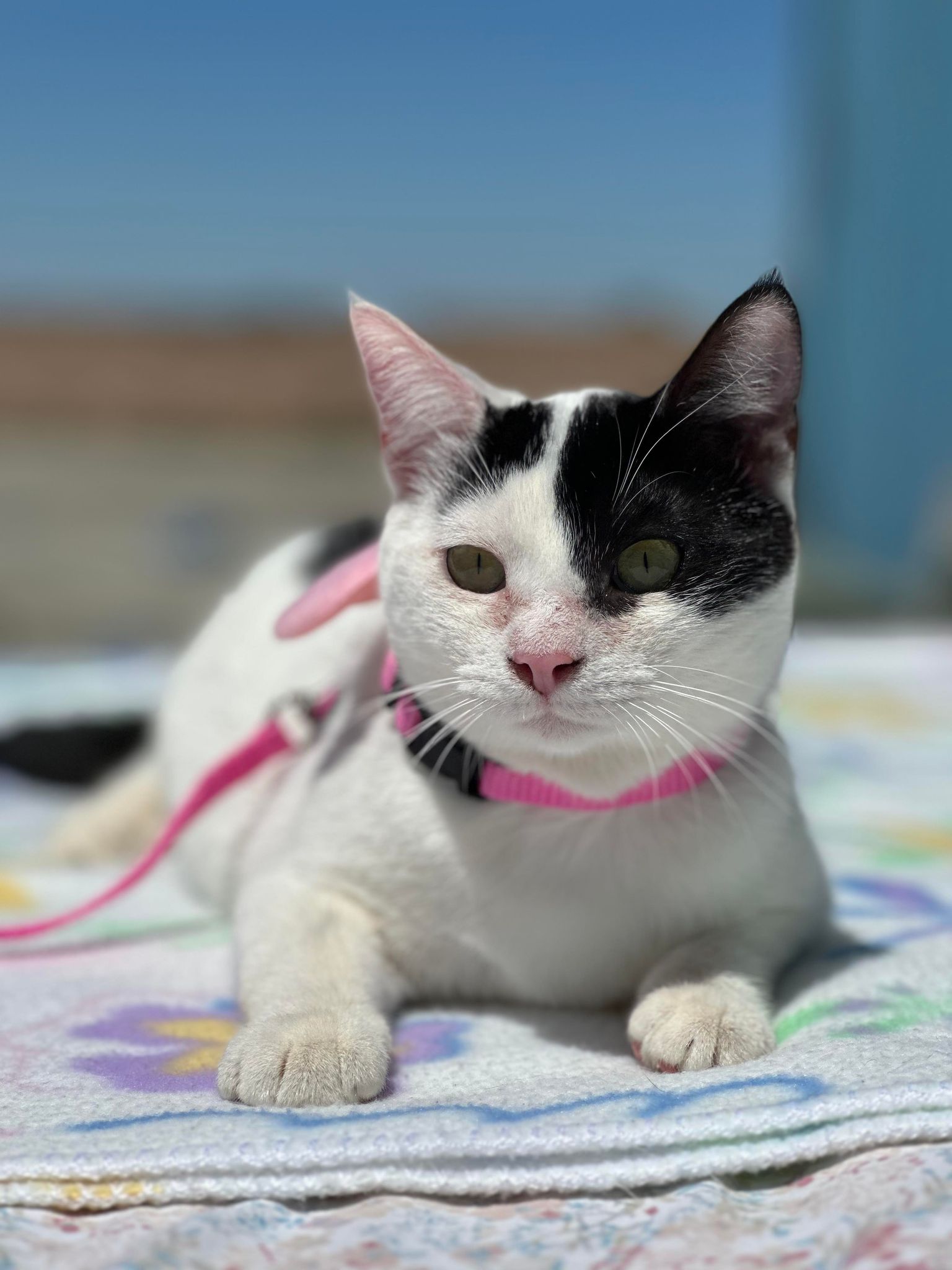 Lux, a Adoptable Domestic Short Hair in Visalia, CA image 2/6