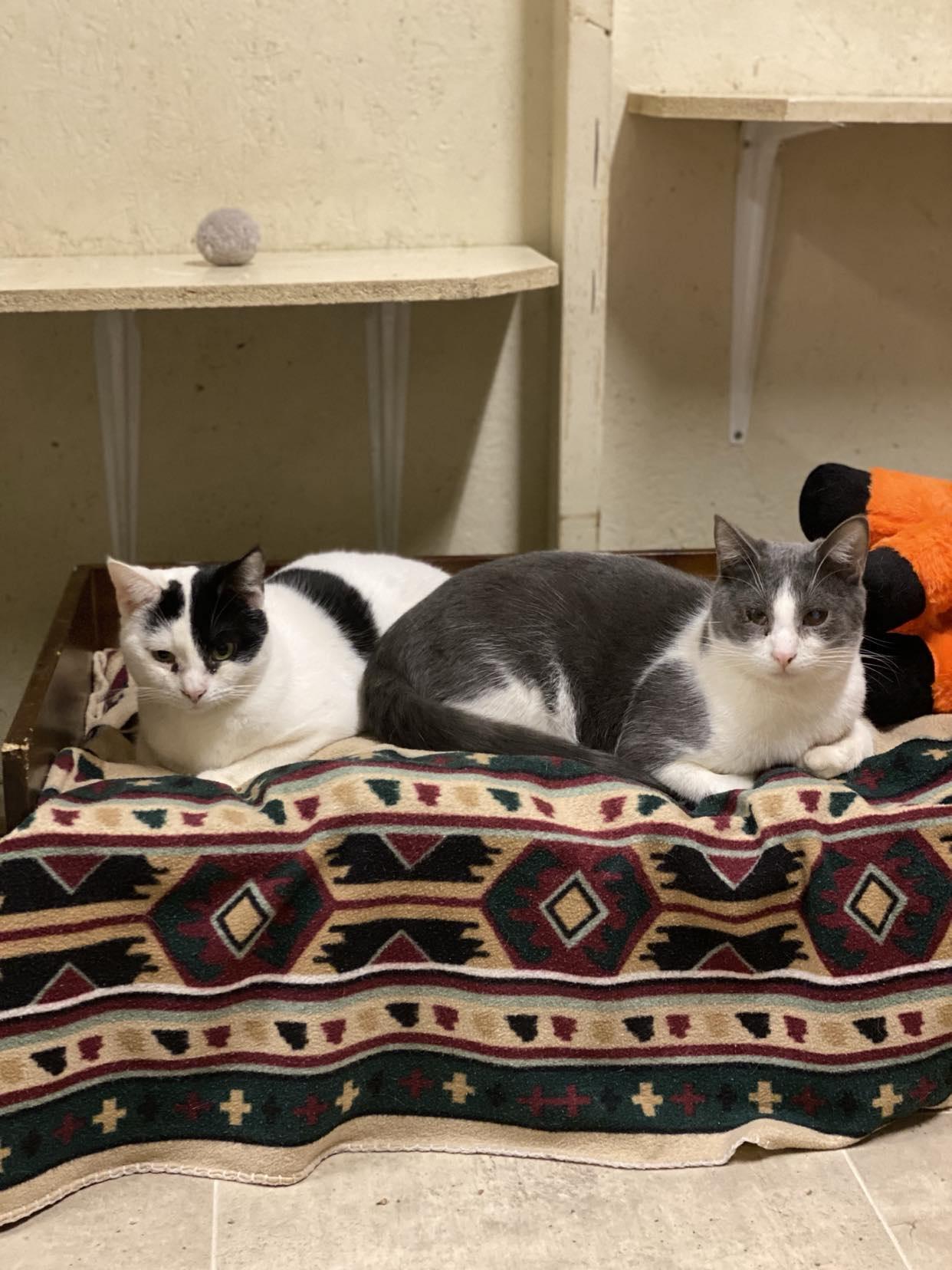 Lux, a Adoptable Domestic Short Hair in Visalia, CA image 5/6