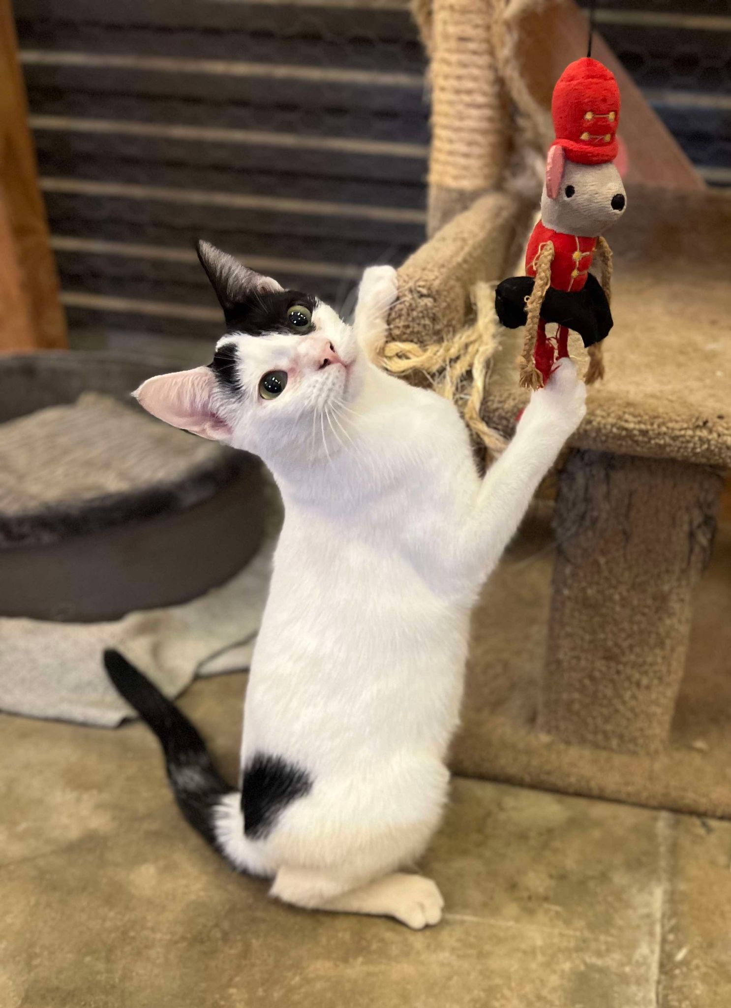 Lux, a Adoptable Domestic Short Hair in Visalia, CA image 4/6