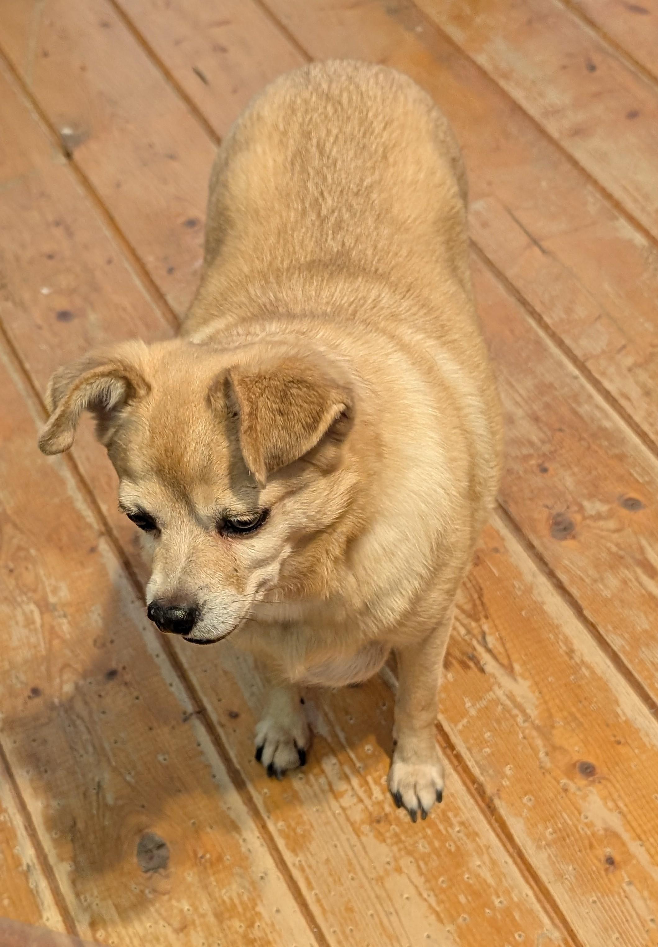 Enlarge Buddy, a ADOPTABLE mixed breed in Albuquerque, NM image 1/1