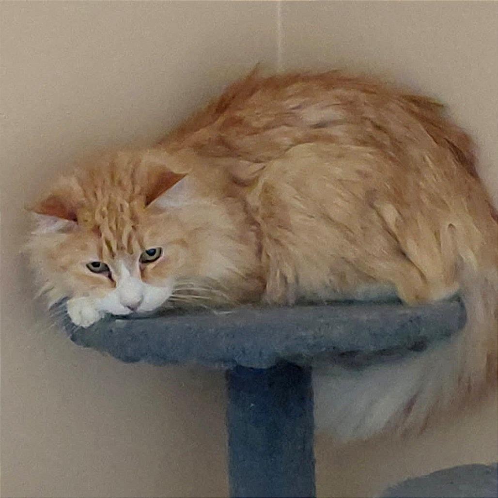 Enlarge Sam, a Adoptable Domestic Long Hair in Murray, UT image 1/1