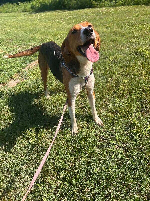 Cardinal, a Adoptable Hound in Disputanta, VA image 1/3