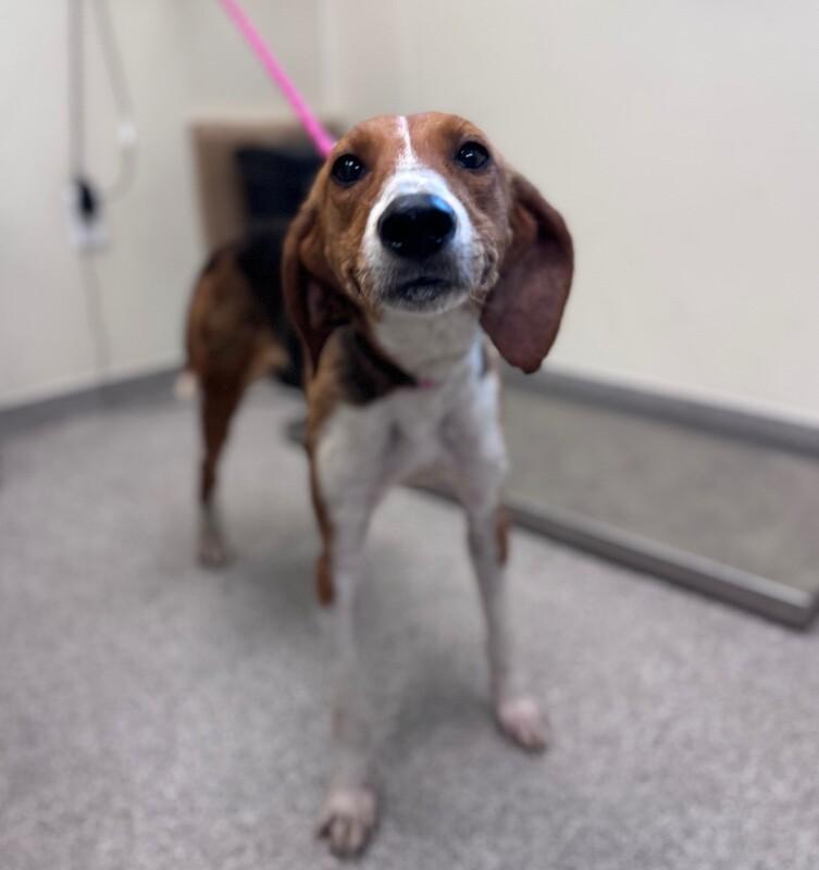 Cardinal, a Adoptable Hound in Disputanta, VA image 2/3