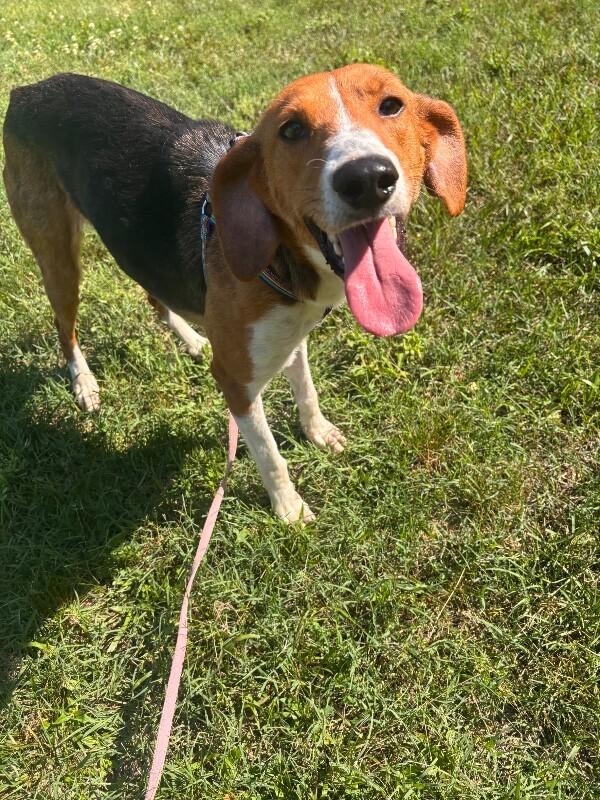 Cardinal, a Adoptable Hound in Disputanta, VA image 3/3