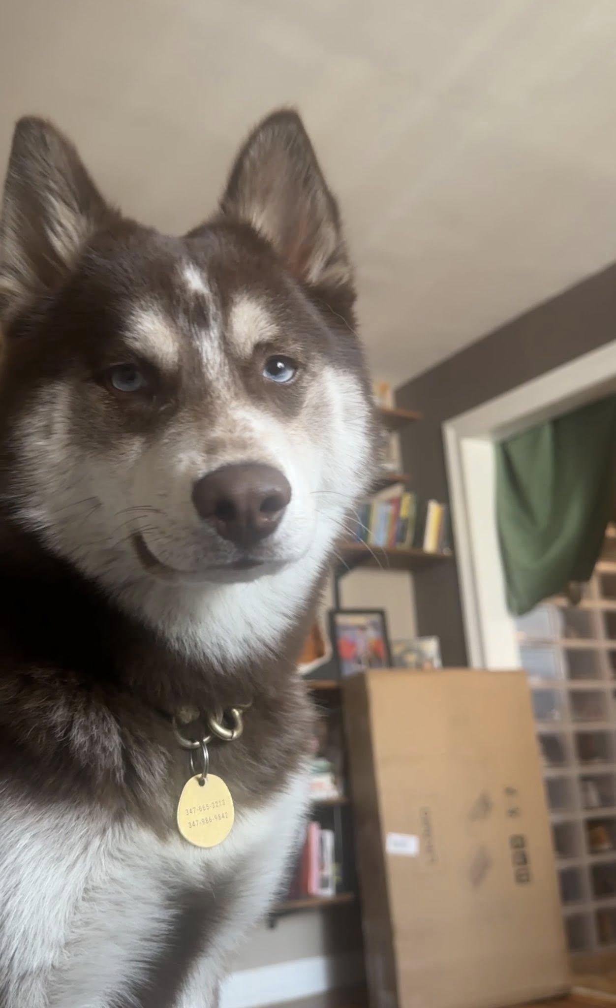 Milo, Adopted, Young Male Siberian Husky & Pomeranian.