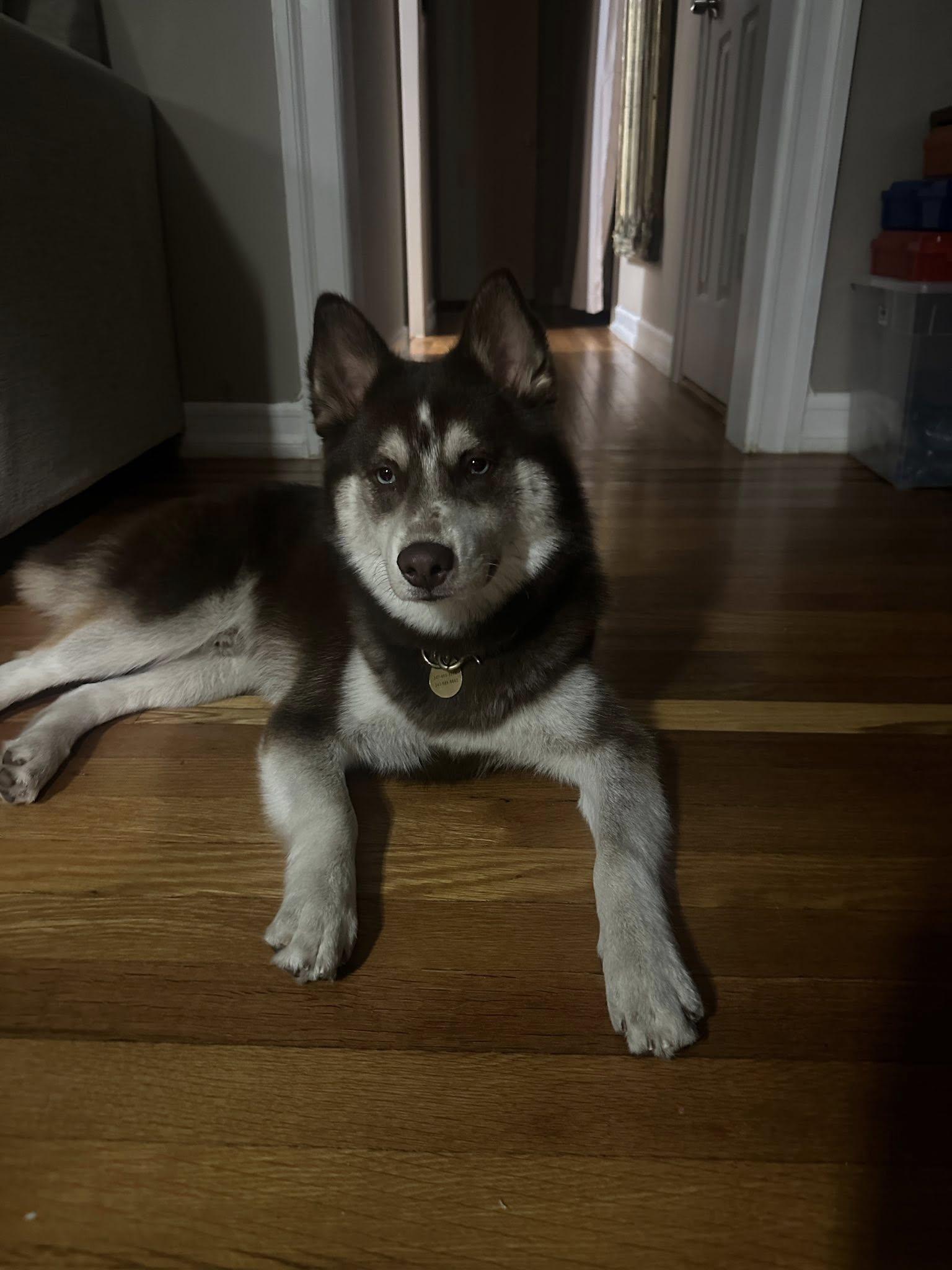 Enlarge Milo, a Adopted mixed breed in Brooklyn, NY image 2/3