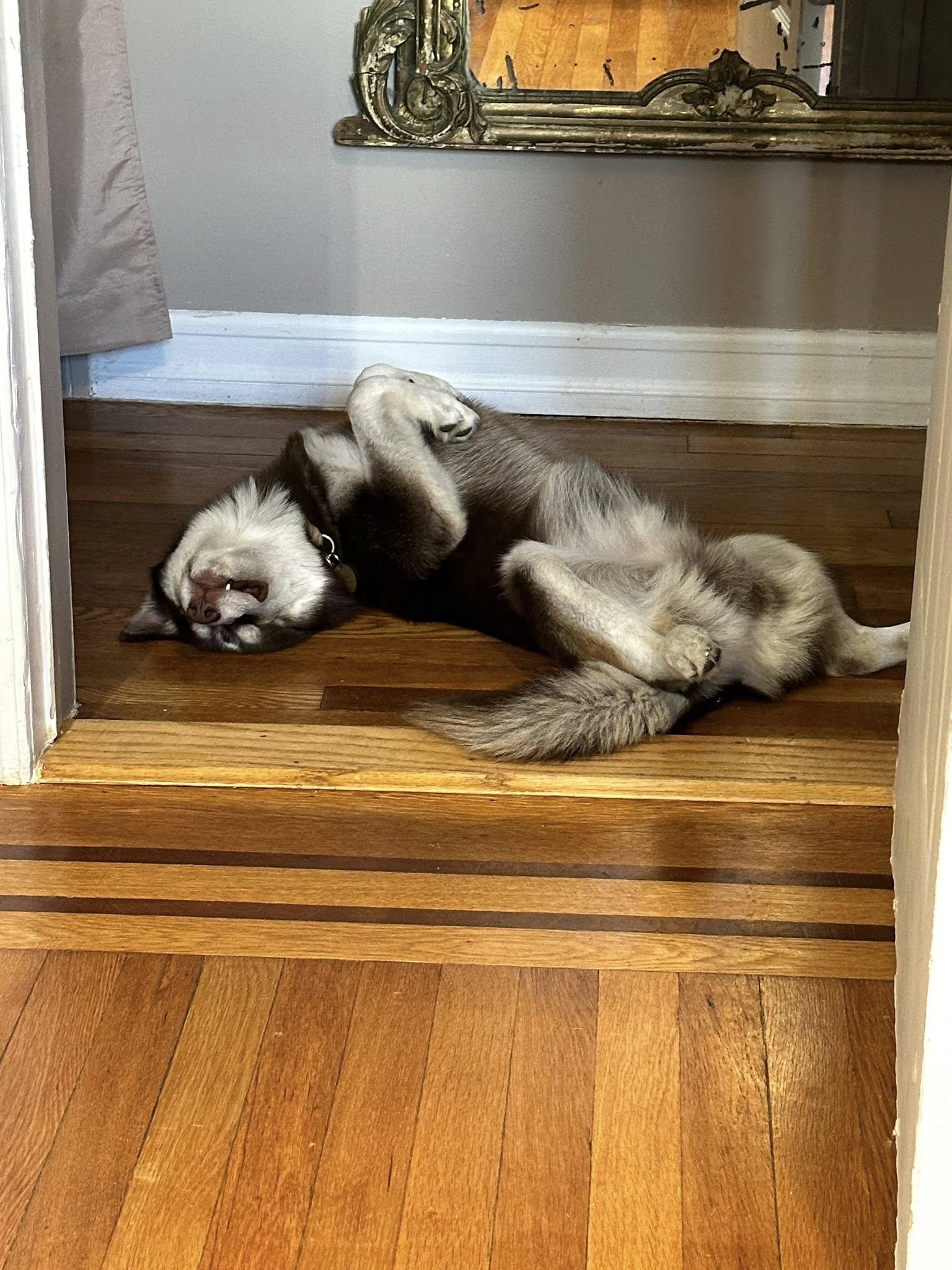 Enlarge Milo, a Adopted mixed breed in Brooklyn, NY image 3/3