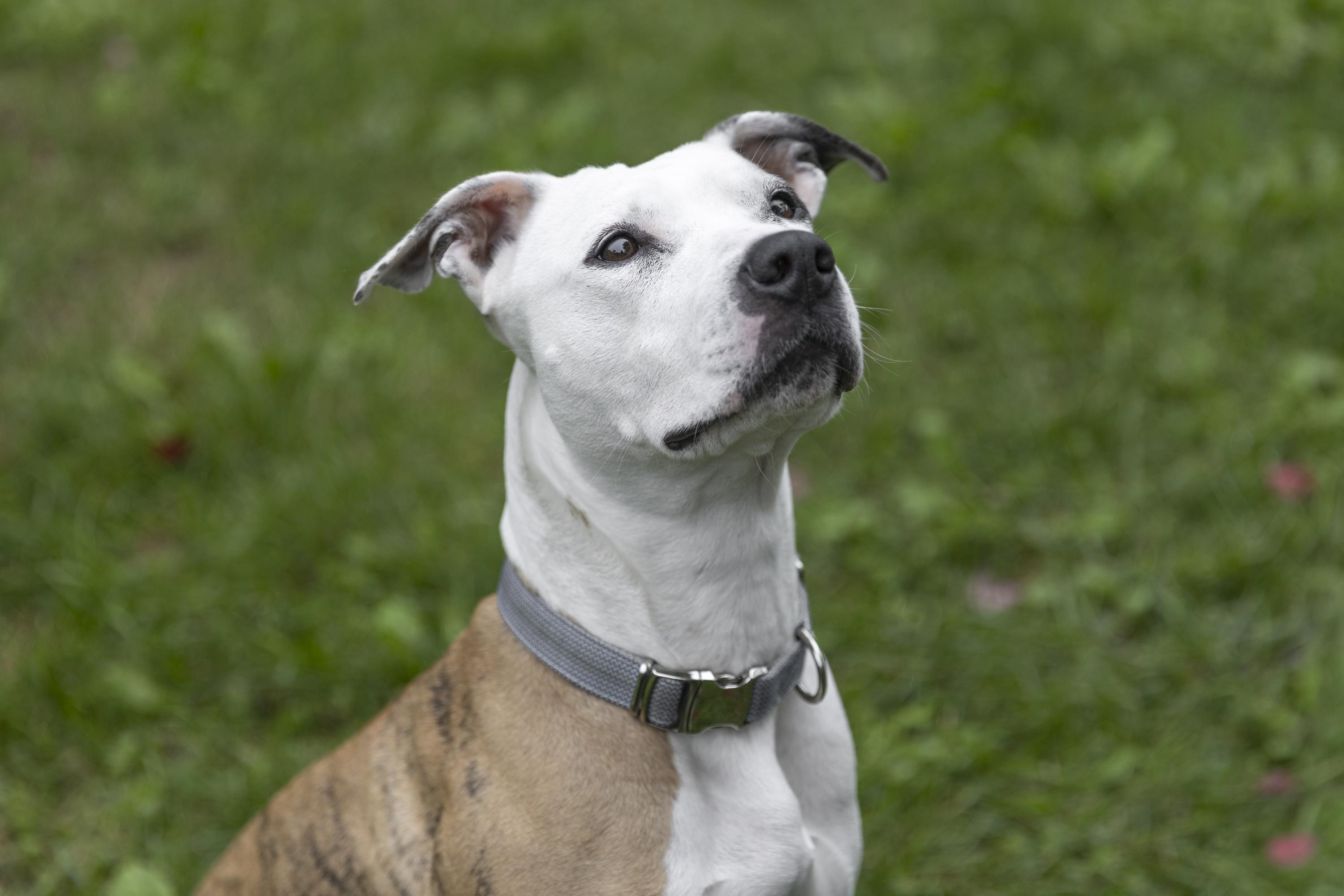 Enlarge Roxy, a Adoptable mixed breed in Minneapolis, MN image 5/6
