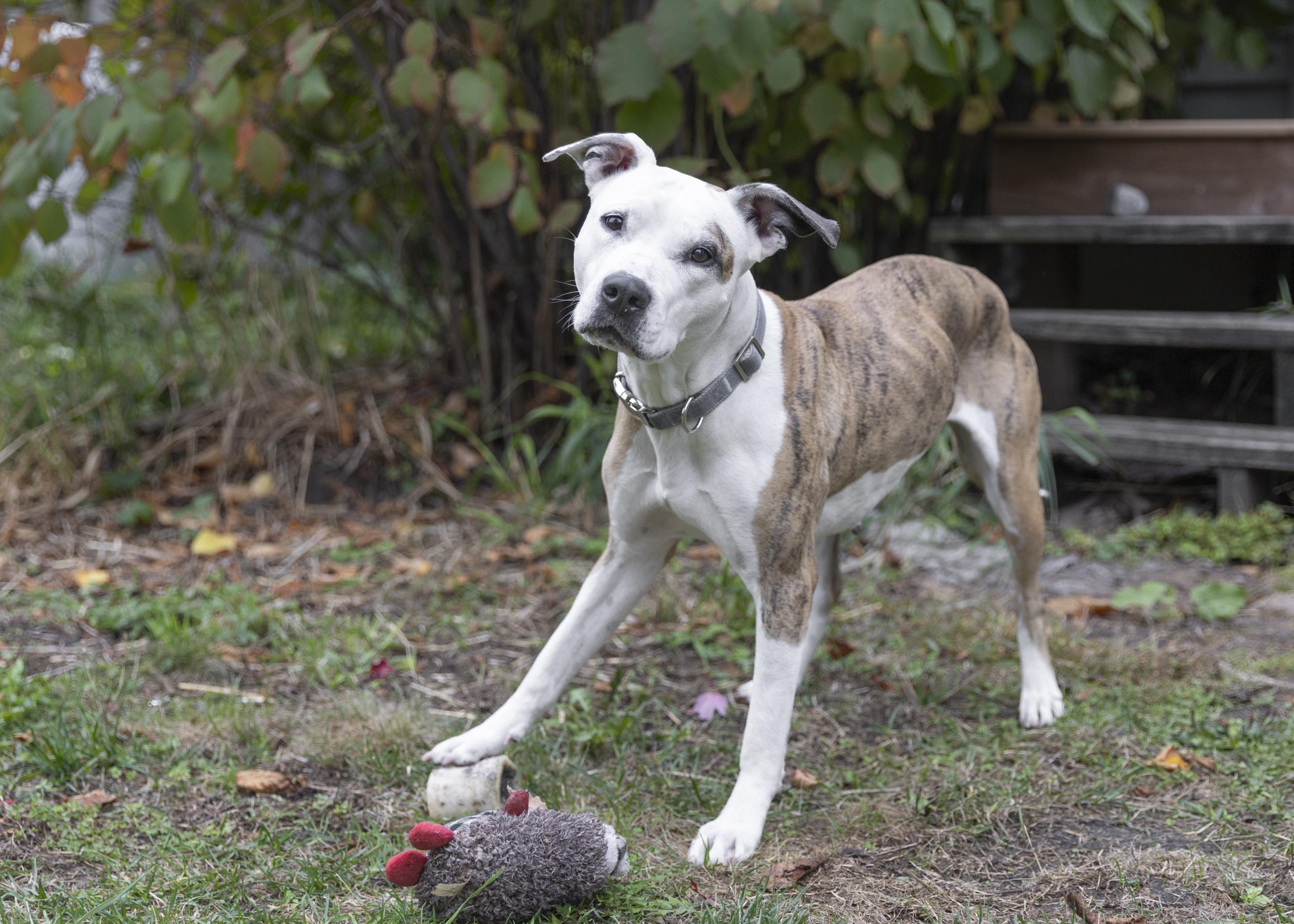 Enlarge Roxy, a Adoptable mixed breed in Minneapolis, MN image 4/6