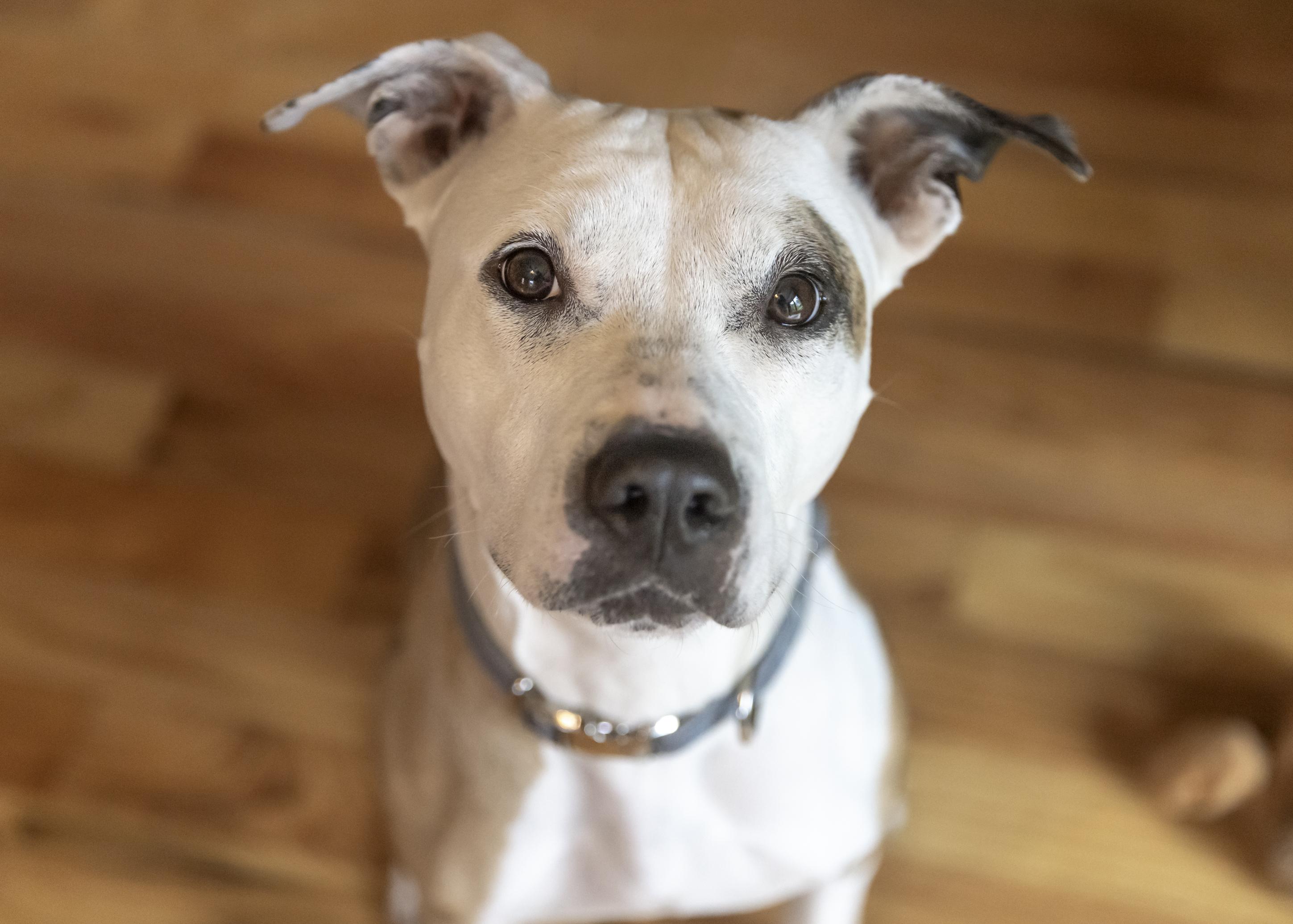 Enlarge Roxy, a Adoptable mixed breed in Minneapolis, MN image 2/6