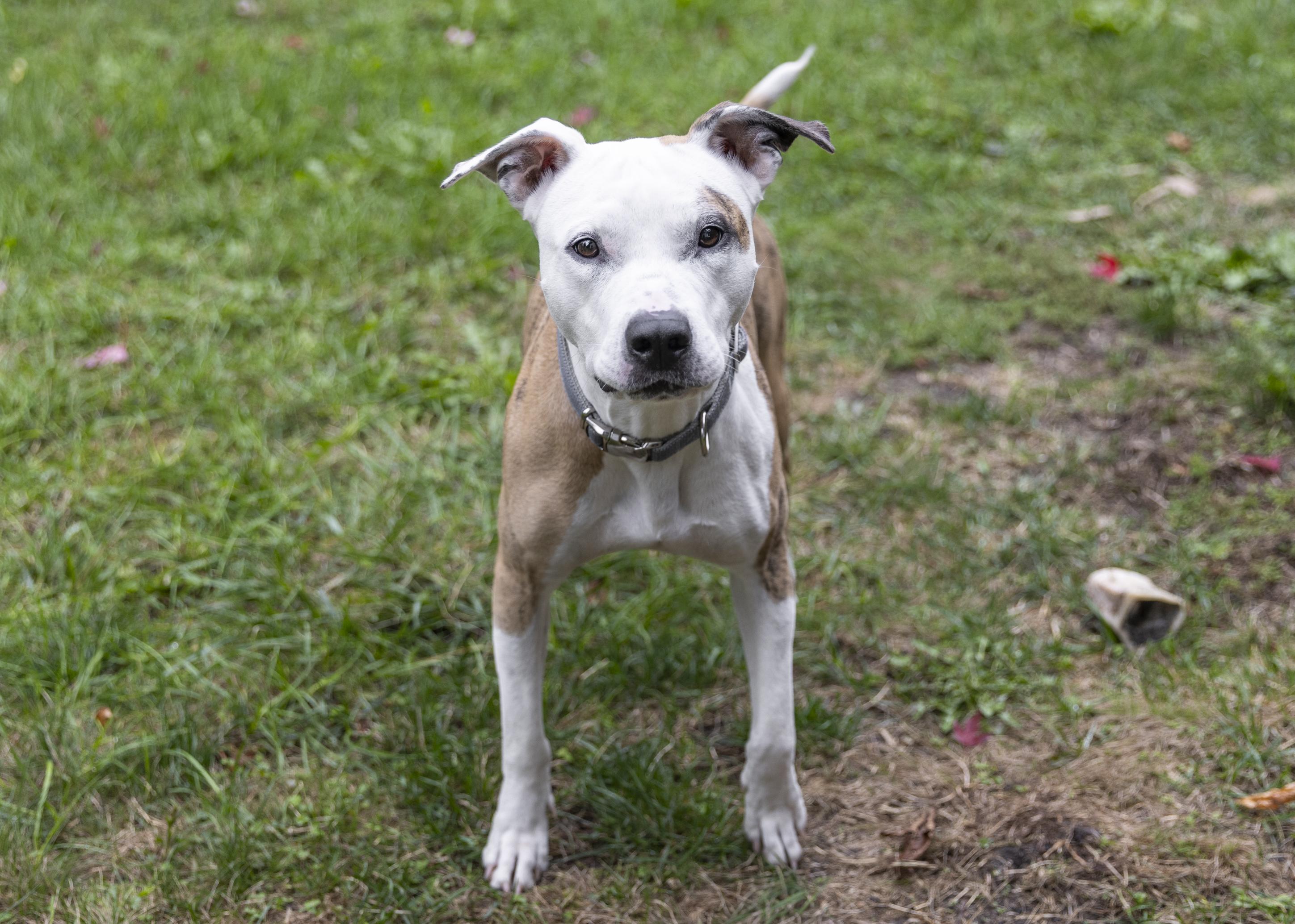 Enlarge Roxy, a Adoptable mixed breed in Minneapolis, MN image 3/6
