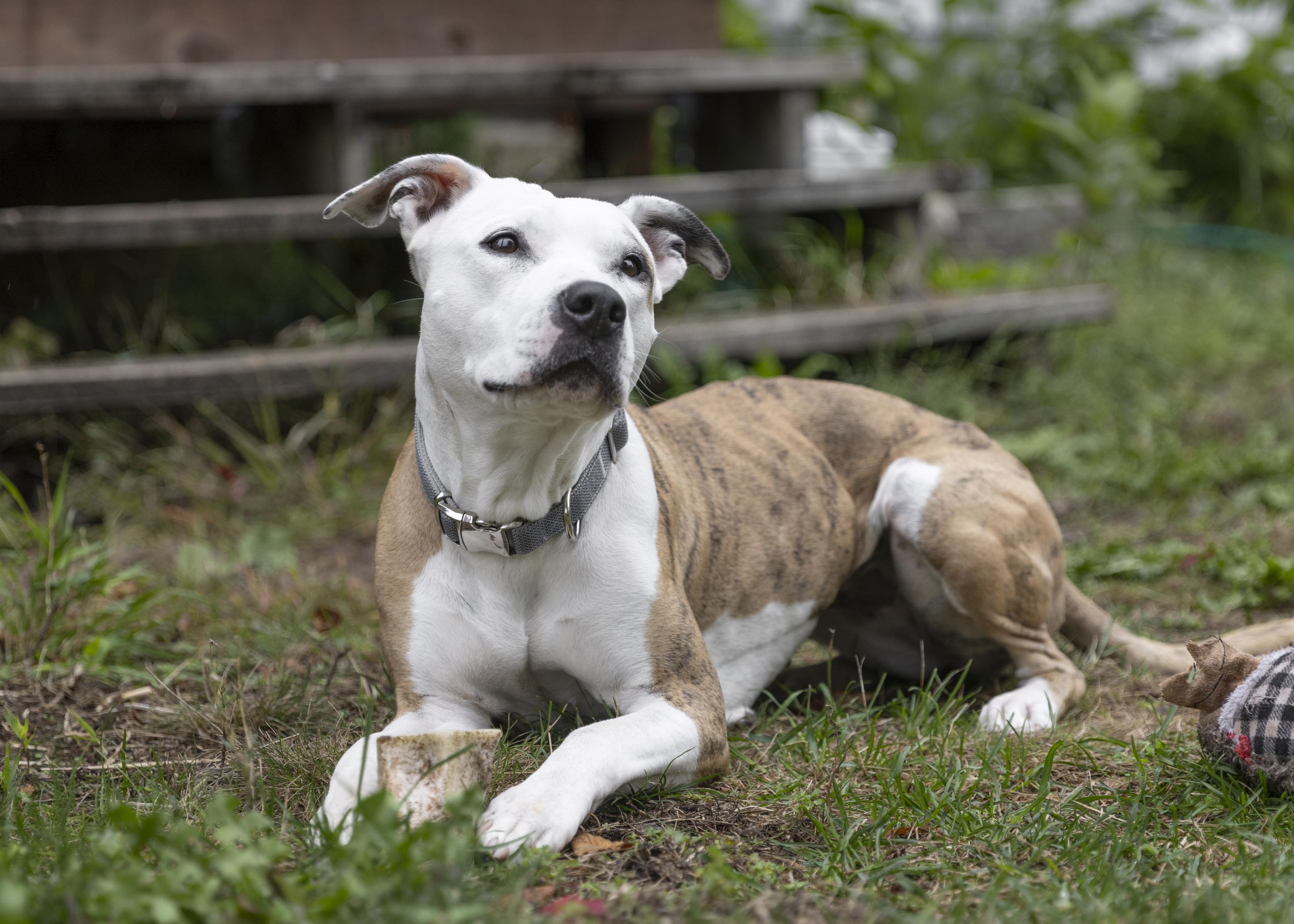 Enlarge Roxy, a Adoptable mixed breed in Minneapolis, MN image 1/6
