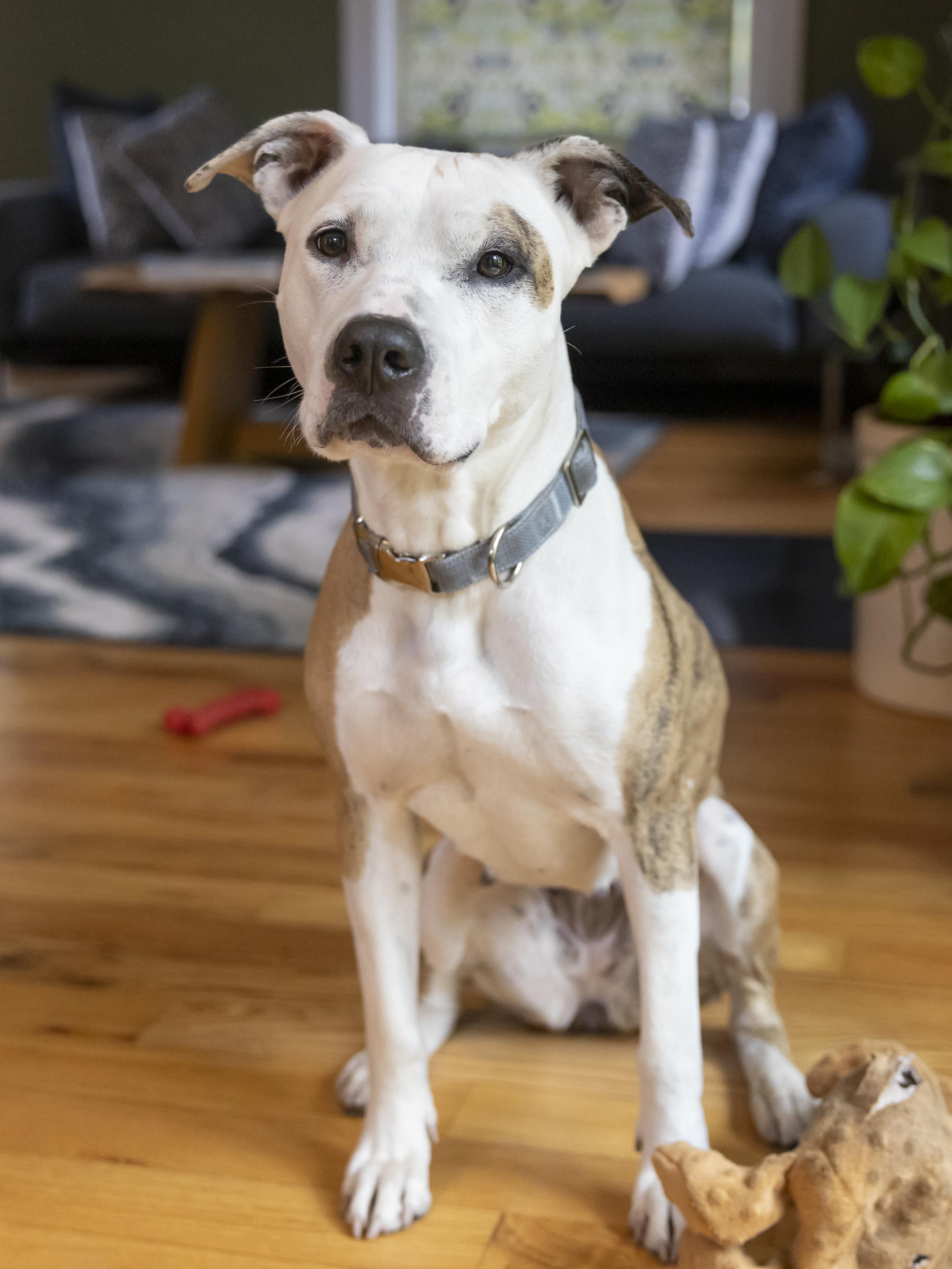 Enlarge Roxy, a Adoptable mixed breed in Minneapolis, MN image 6/6