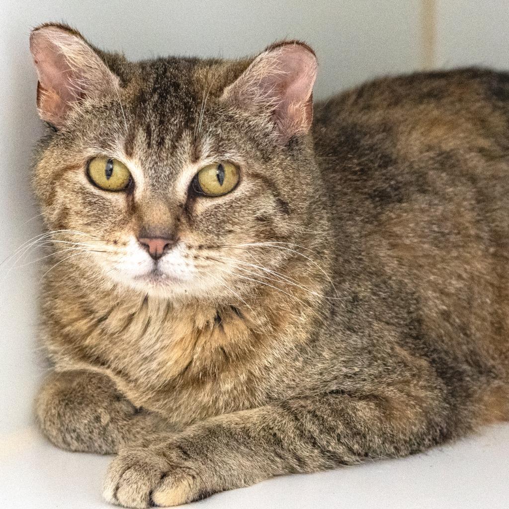 Enlarge Sofa, a ADOPTABLE Domestic Short Hair in Pontiac, MI image 1/1