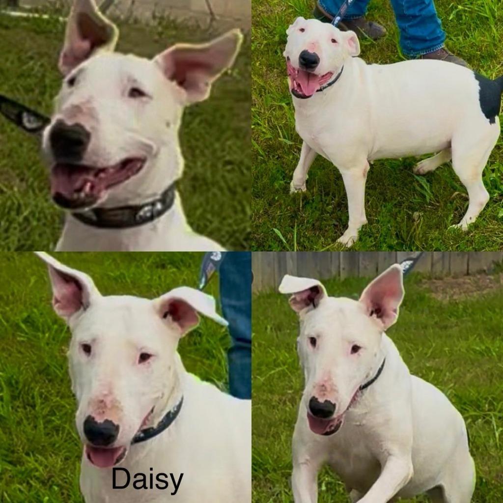 Daisy, Adoptable, Adult Female Bull Terrier.