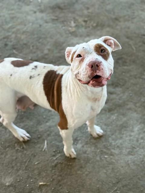 SMILEY MILEY, Adoptable, Adult Female Pit Bull Terrier & Mixed Breed.