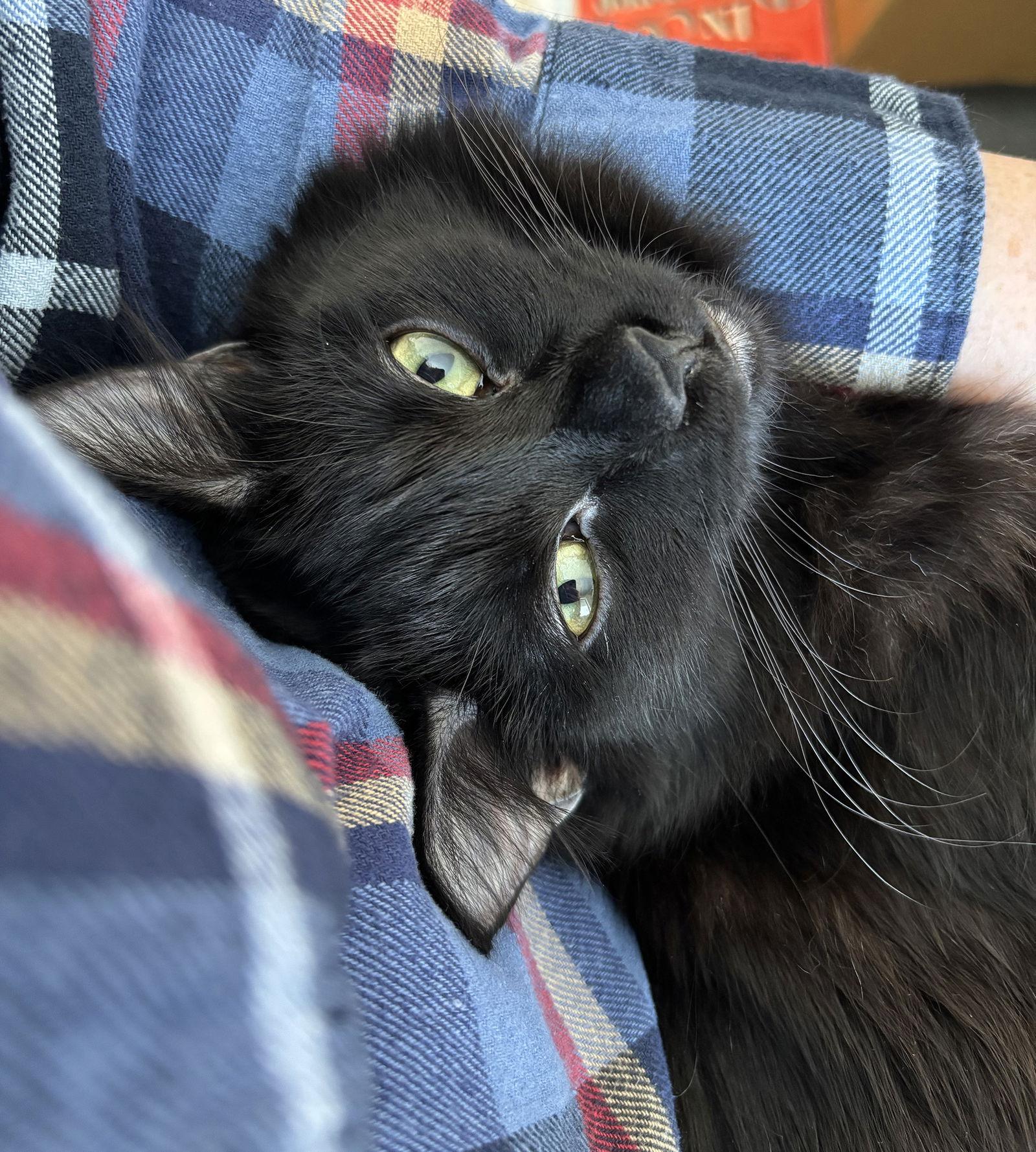 Compton C4719, Adoptable, Young Male Domestic Short Hair.