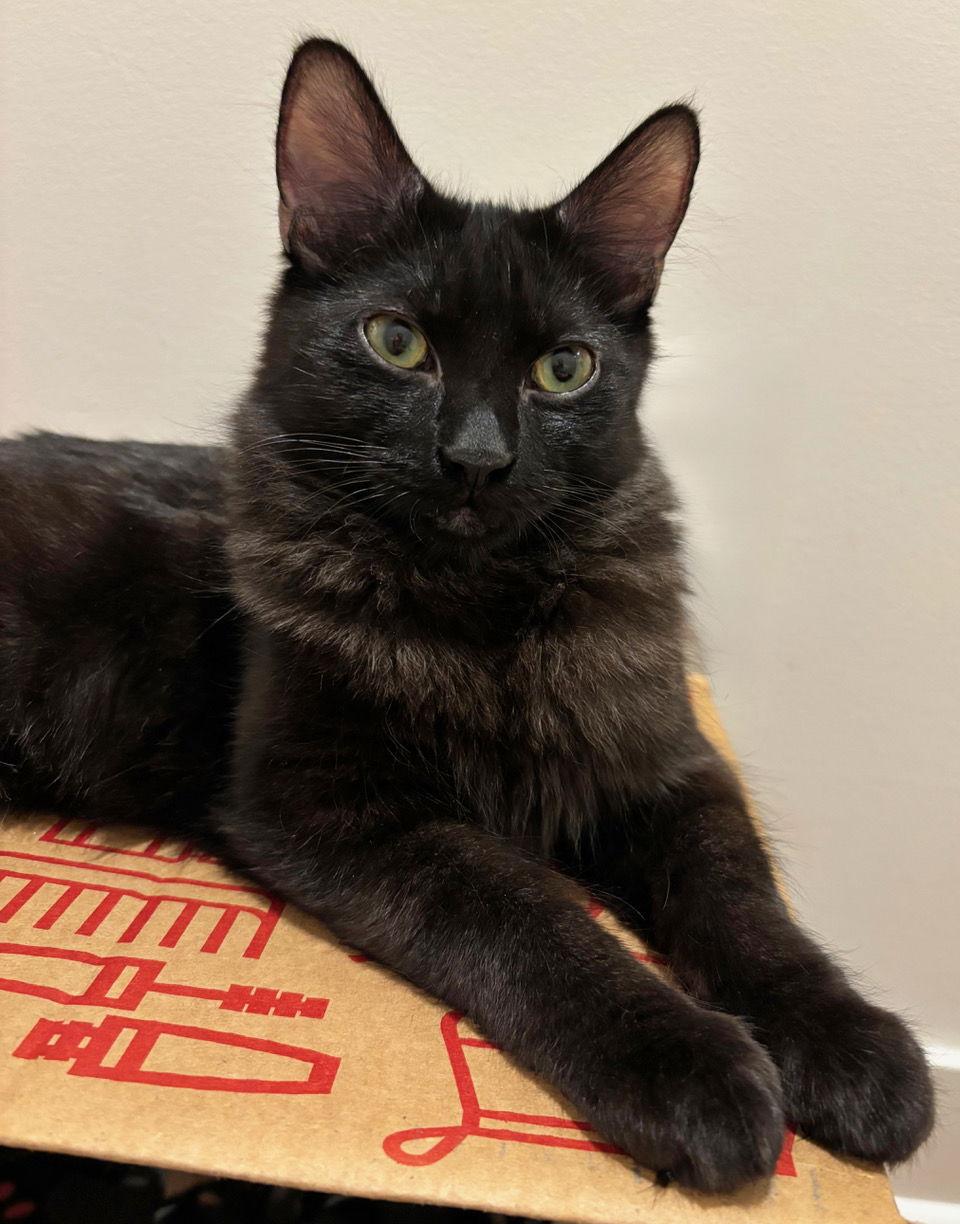 Compton C4719, Adoptable, Young Male Domestic Short Hair.