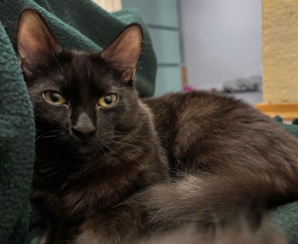 Compton C4719, a Adoptable Domestic Short Hair in minneapolis, MN image 3/3