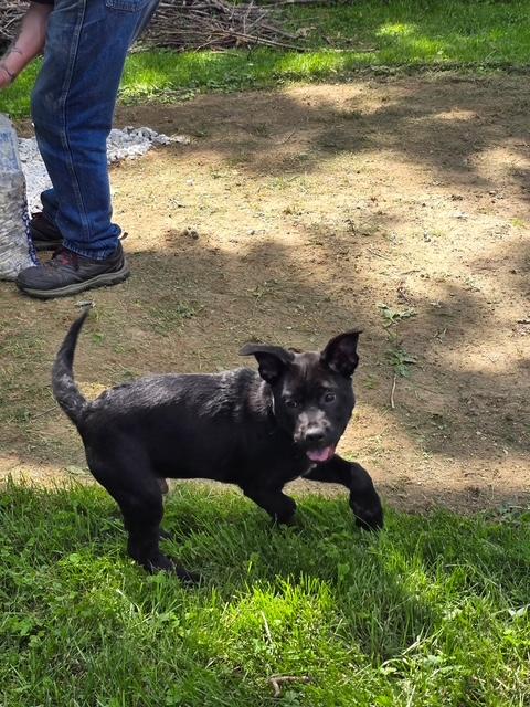 Porter, a ADOPTABLE mixed breed in Brunswick, ME image 3/4