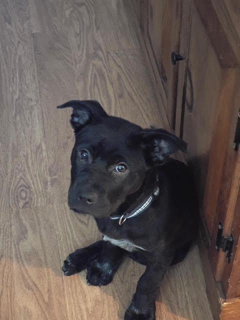 Porter, a ADOPTABLE mixed breed in Brunswick, ME image 1/4