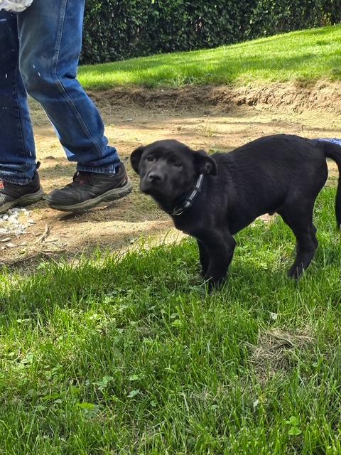 Porter, a ADOPTABLE mixed breed in Brunswick, ME image 4/4