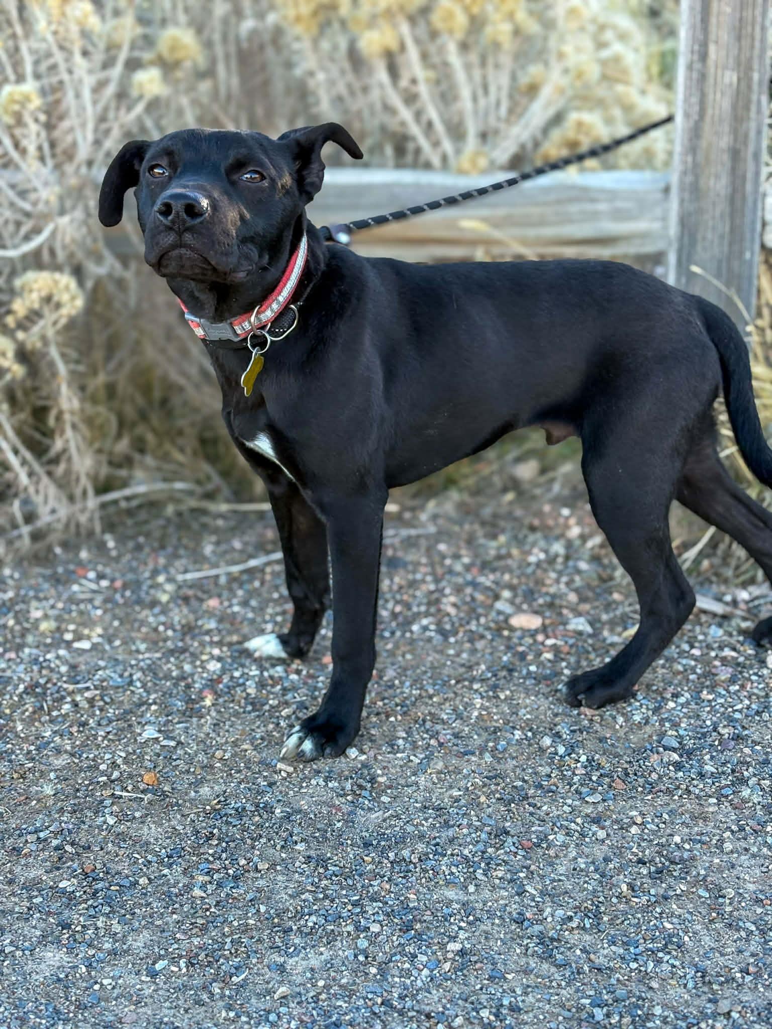 Ethan, Adopted, Young Male Cattle Dog.
