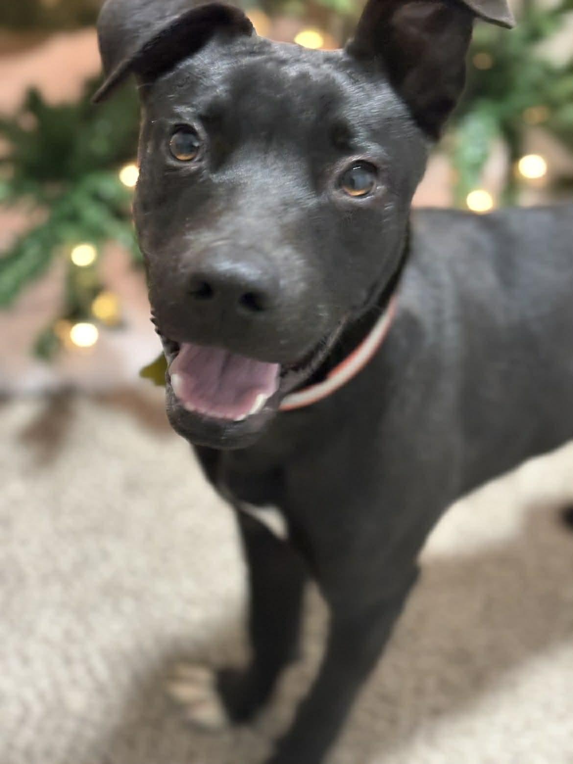 Enlarge Ethan, a Adopted Cattle Dog in Salt Lake City, UT image 2/3