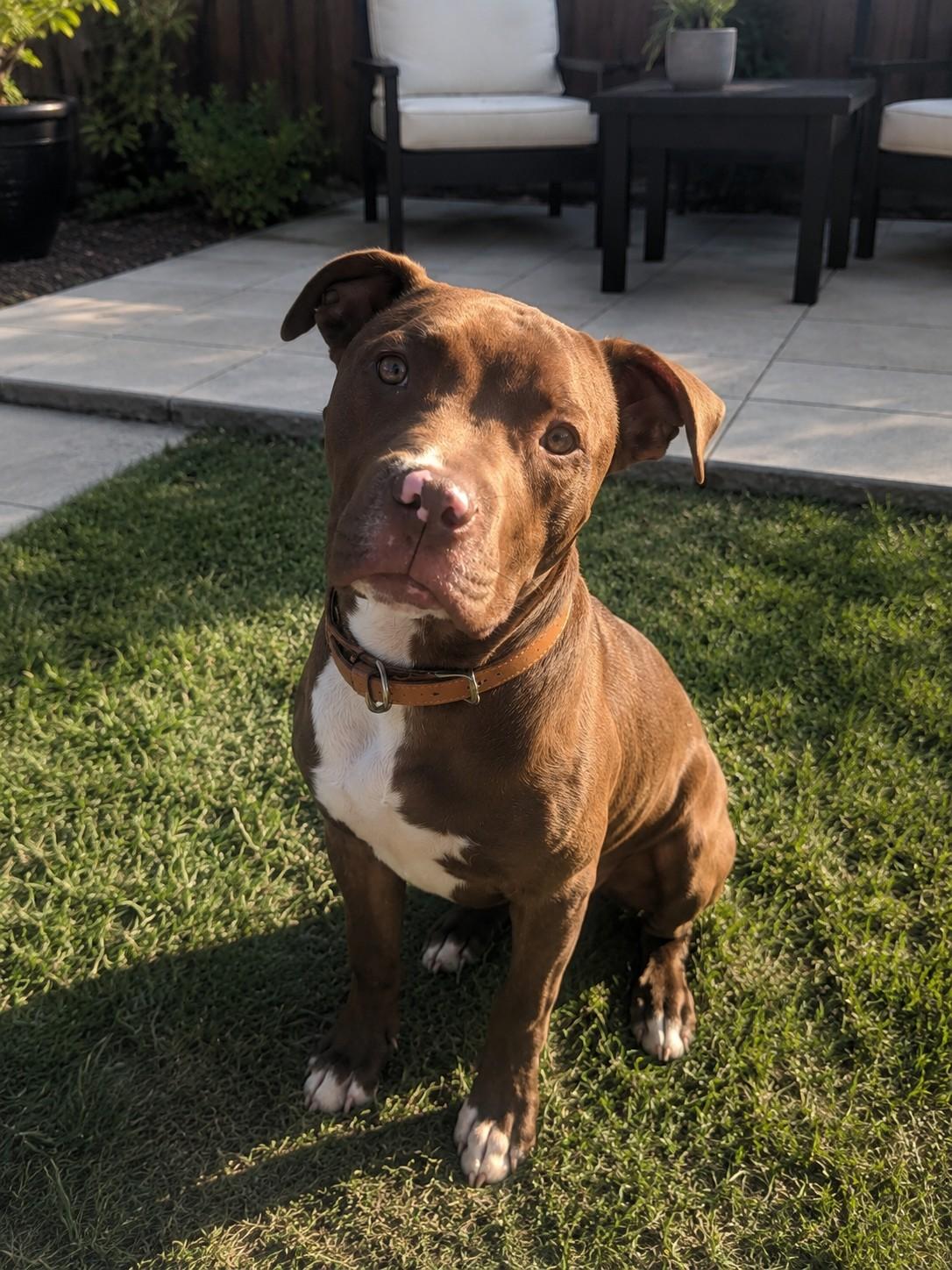 Ross, ADOPTABLE, Young Male Pit Bull Terrier.
