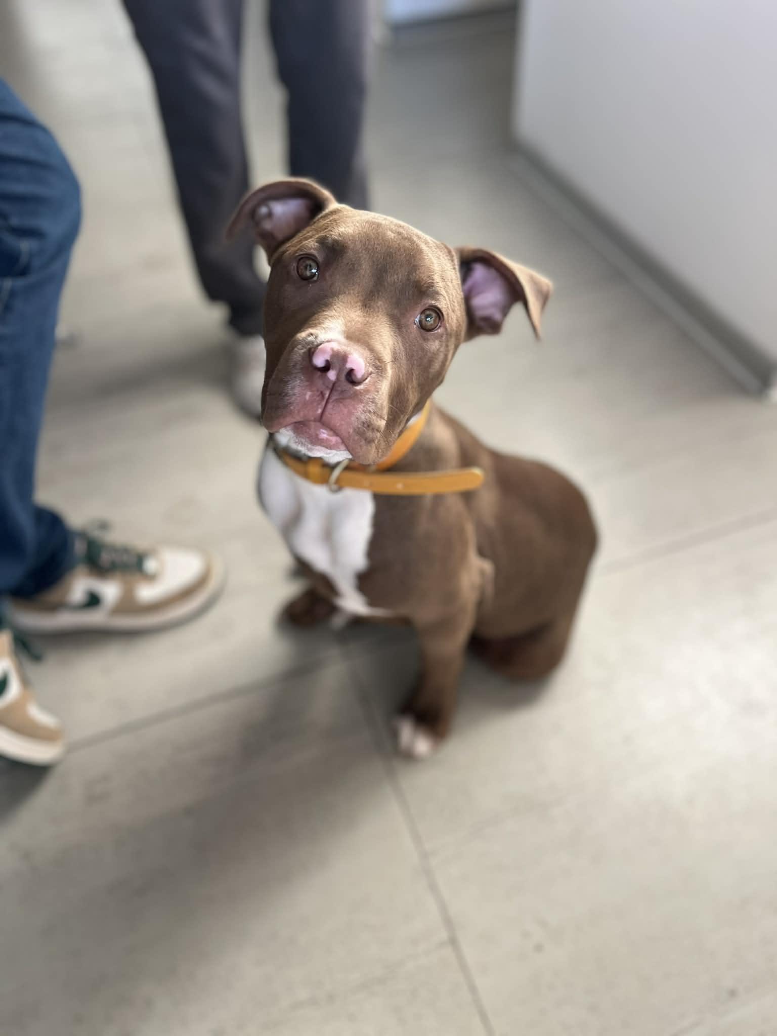 Enlarge Ross, a ADOPTABLE mixed breed in Poway, CA image 3/3