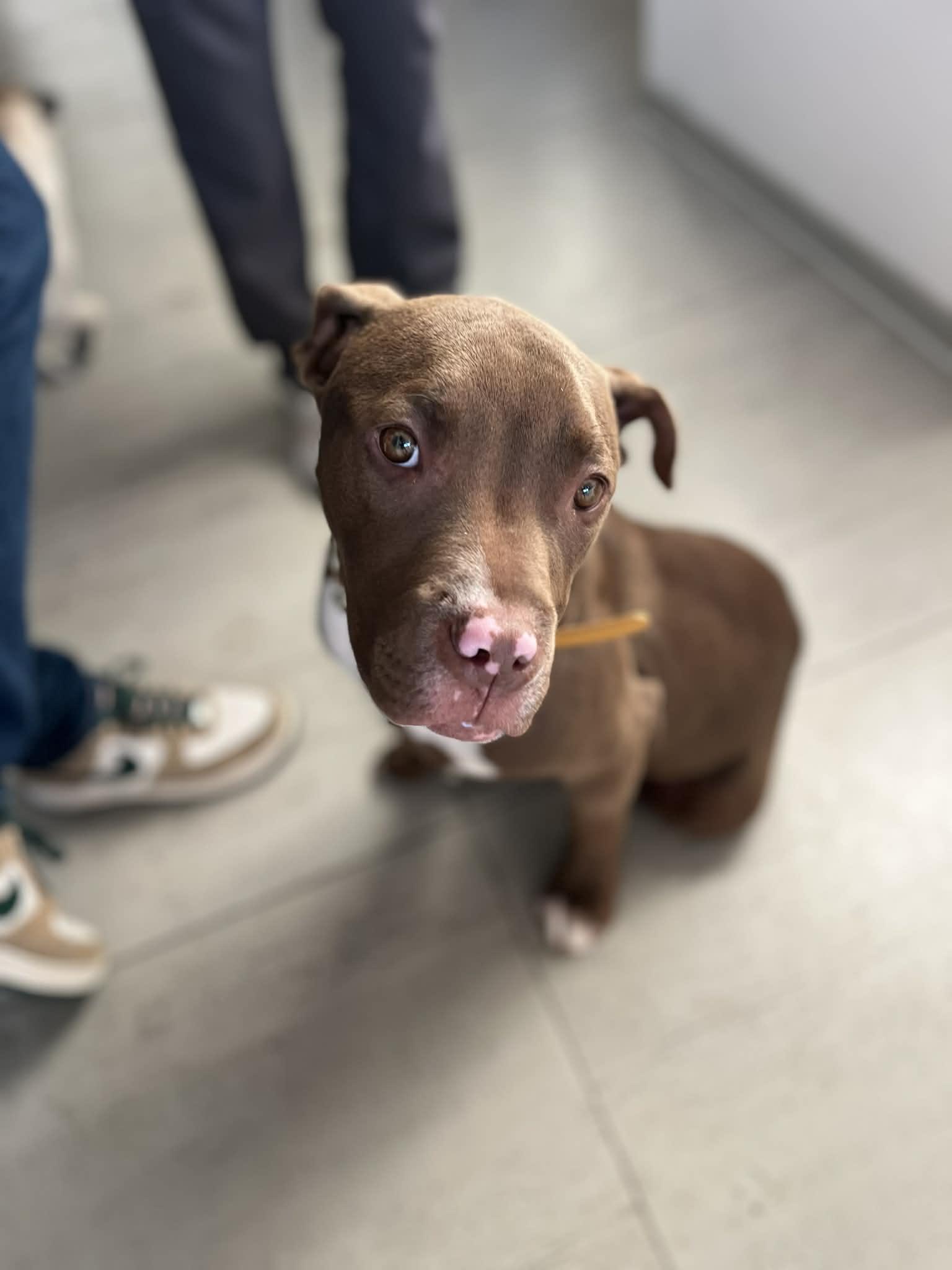 Enlarge Ross, a ADOPTABLE mixed breed in Poway, CA image 2/3