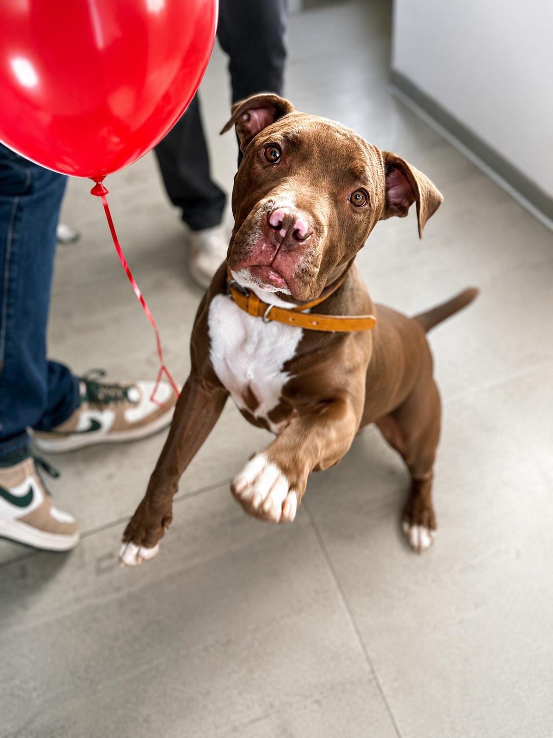 Enlarge Ross, a ADOPTABLE mixed breed in Poway, CA image 1/3