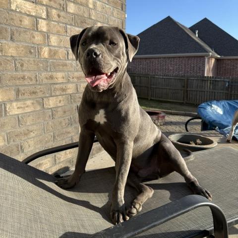 Enlarge Diesel, a Adoptable Staffordshire Bull Terrier in Dallas, TX image 1/6