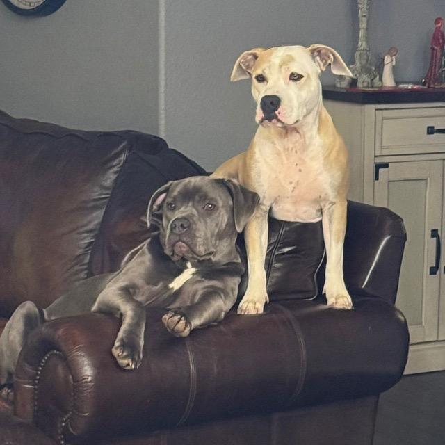 Enlarge Diesel, a Adoptable Staffordshire Bull Terrier in Dallas, TX image 2/6