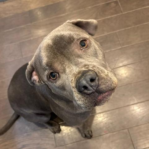 Enlarge Diesel, a Adoptable Staffordshire Bull Terrier in Dallas, TX image 4/6