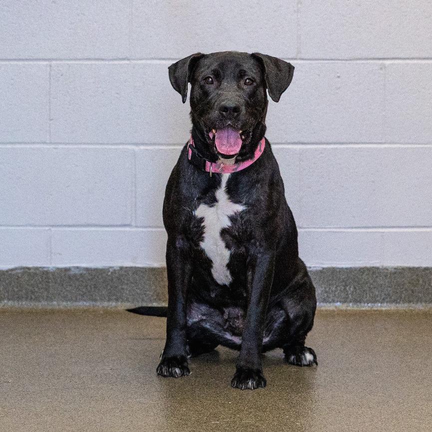 Ella, Adoptable, Adult Female Labrador Retriever.