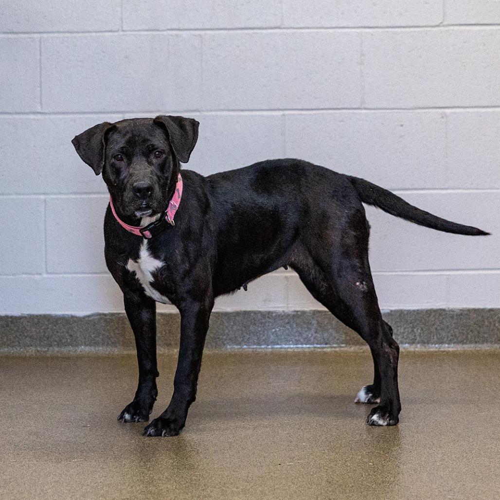 Enlarge Ella, a Adoptable mixed breed in Council Bluffs, IA image 2/4