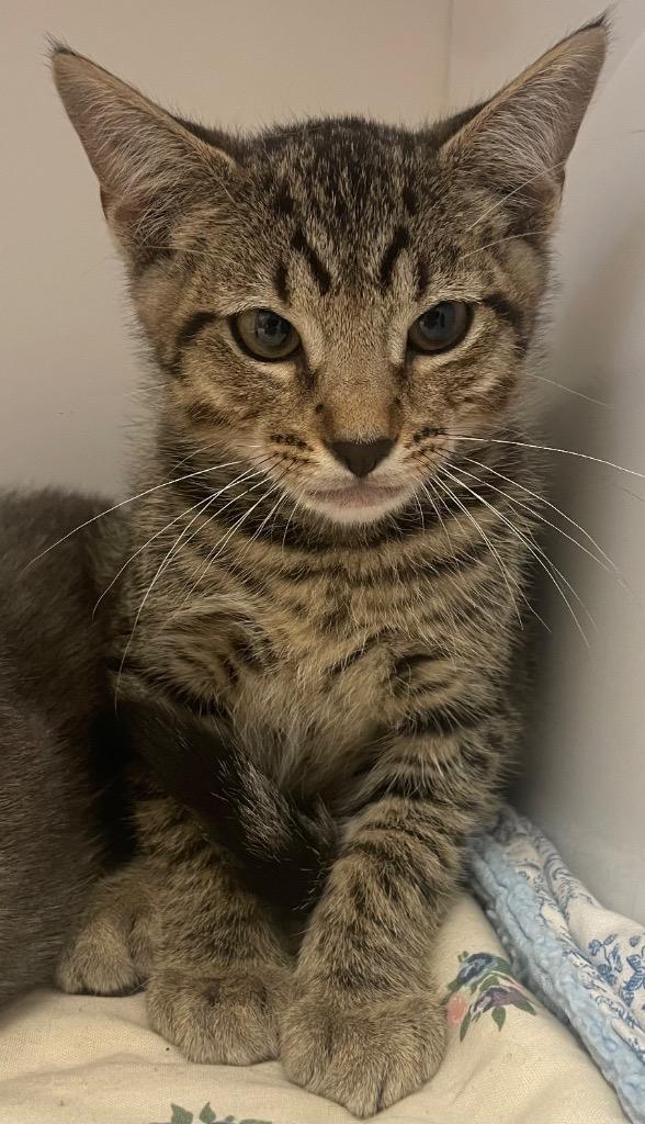 Monty, Adoptable, Young Male Domestic Short Hair.