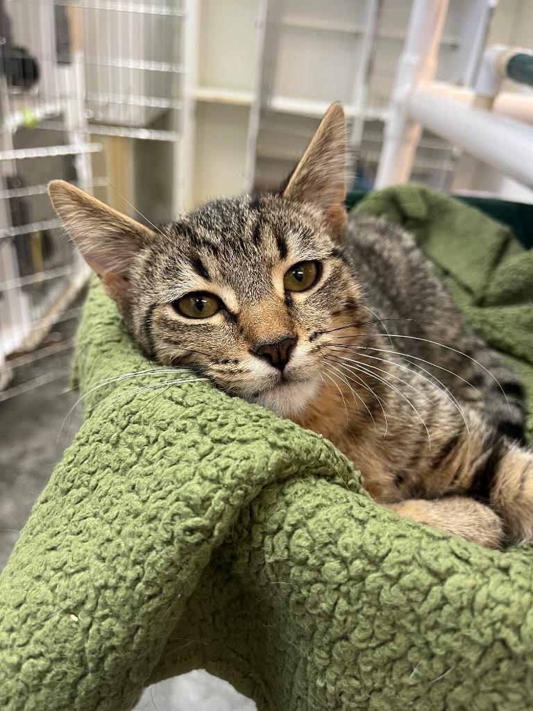 Monty, Adoptable, Young Male Domestic Short Hair.